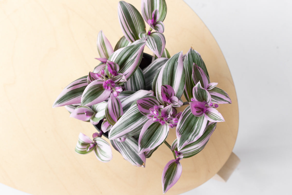 Plant Spotlight: Tradescantia Nanouk – Fern Shop Cincinnati