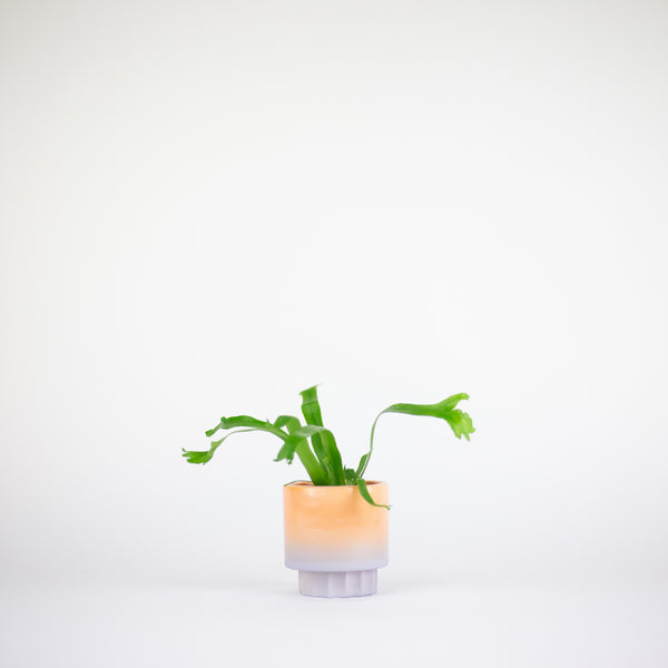 Pedestal Planter - Snap Dragon