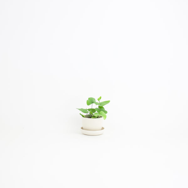 Bamboo Fibre Mini Planter Pot (White)