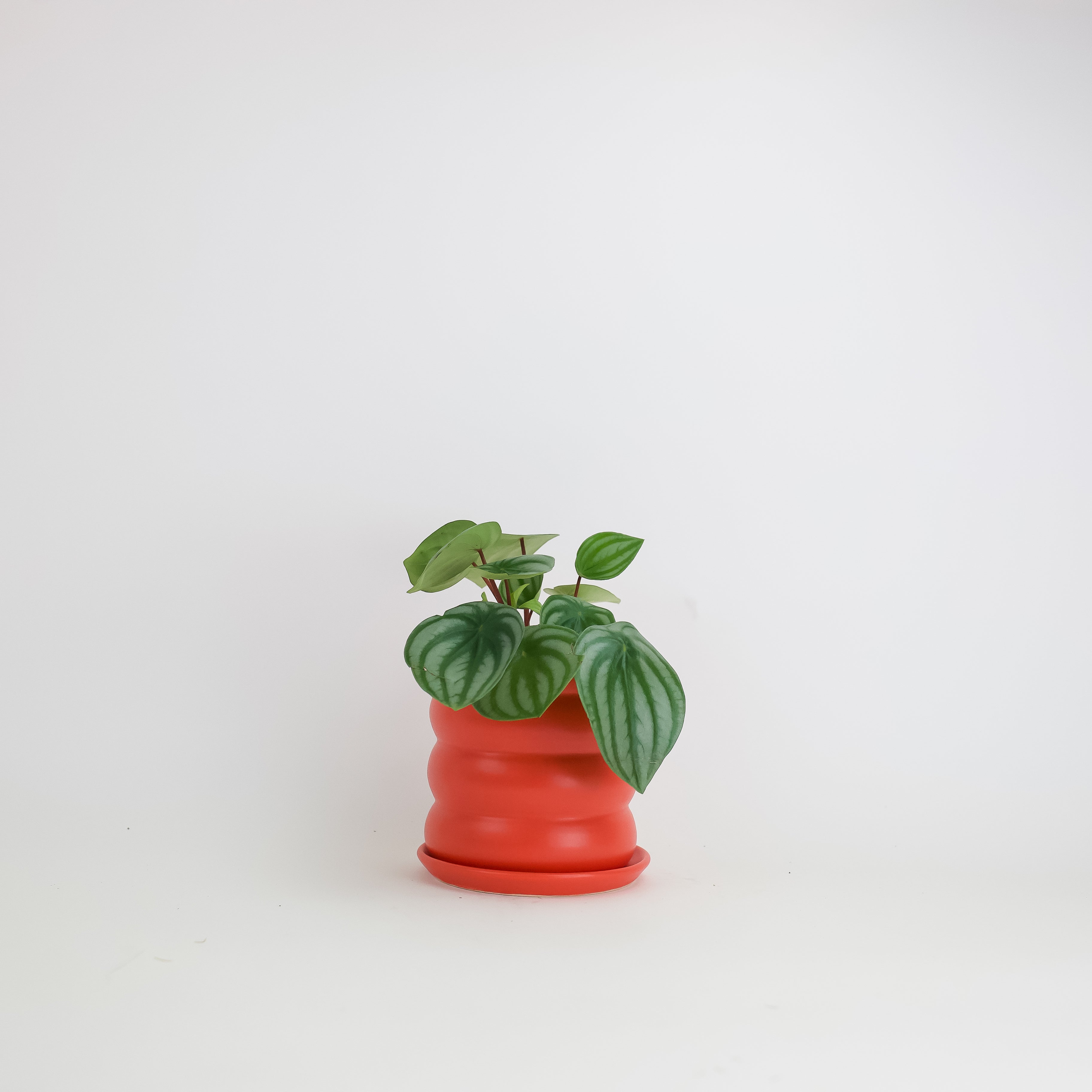 supreme mini planters Multicolor 新品 Supreme Mini Planters Planters (Set of 3) Multicolor - SS25 - US