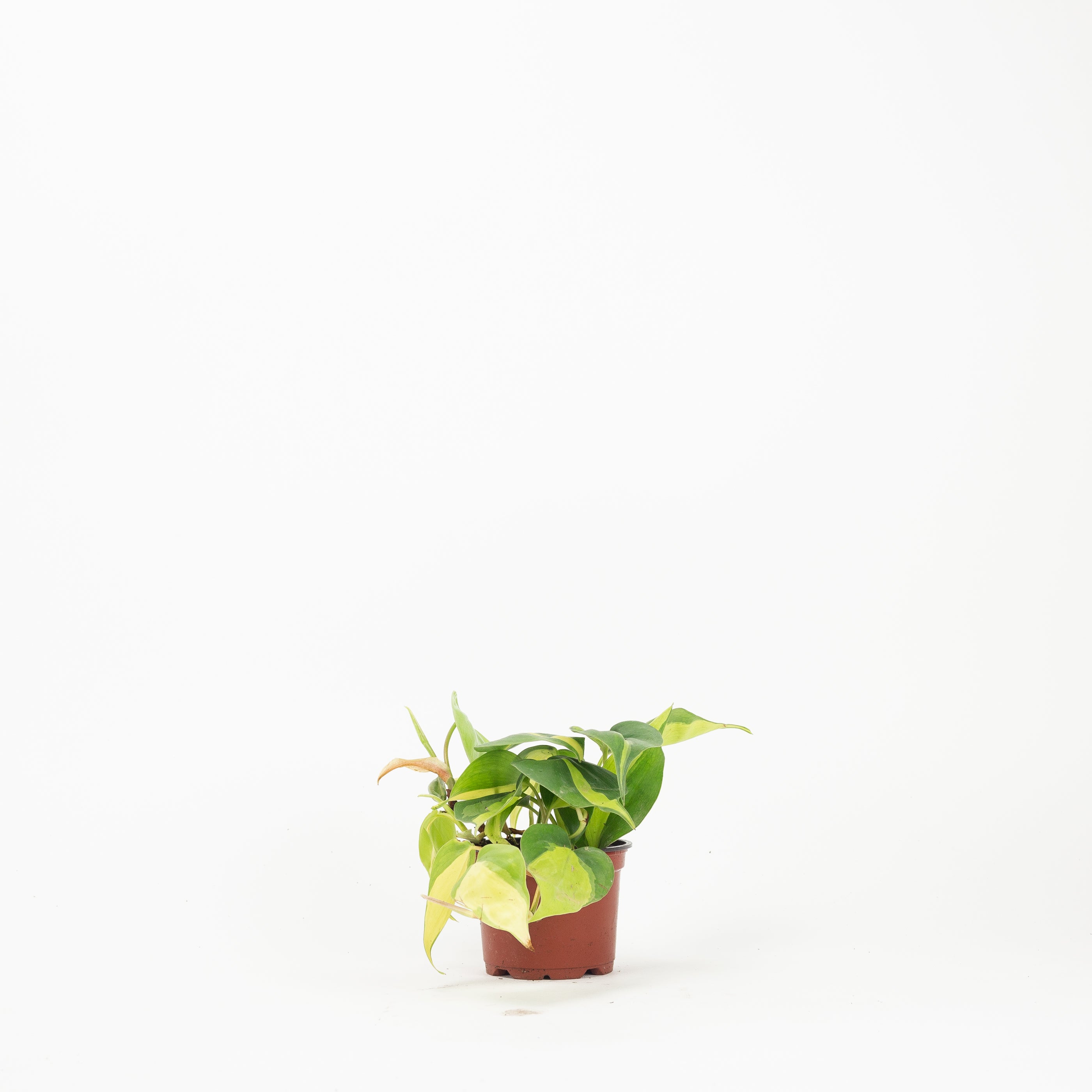 philodendron brasil kaufen 4