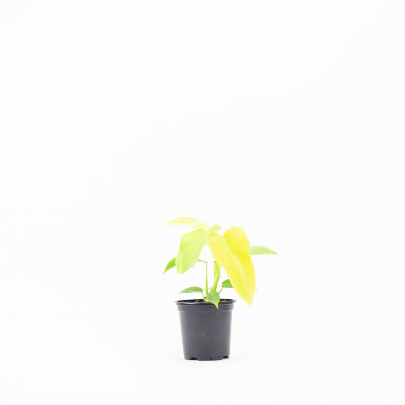 4"  Philodendron Bipennifolium Aurea