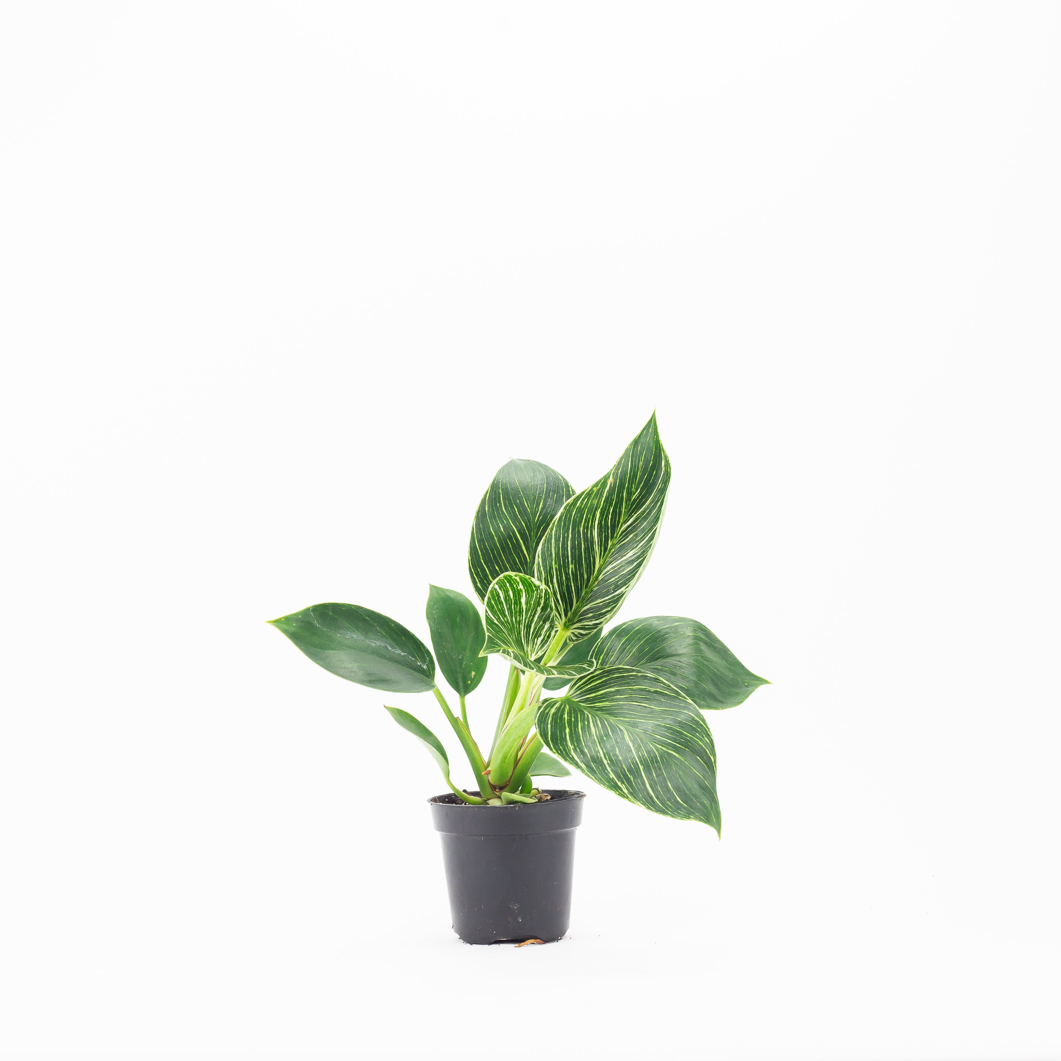 4" Philodendron Birkin  Fern Shop Cincinnati