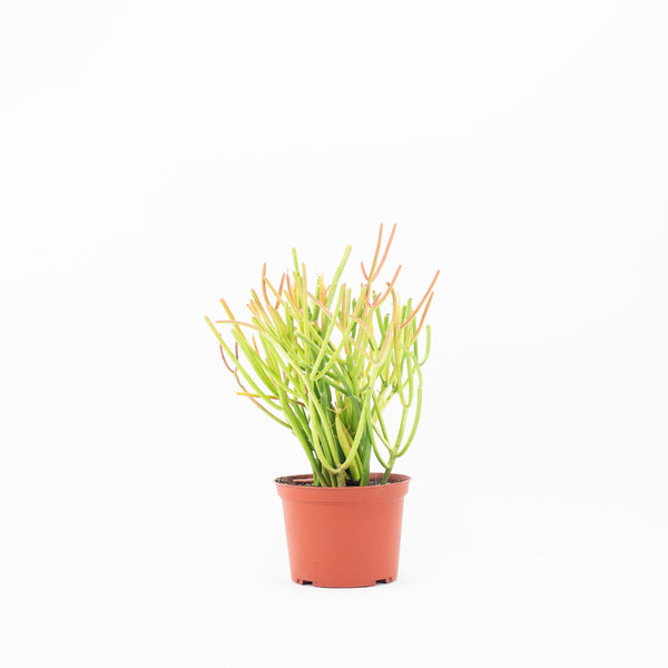 6" Euphorbia Tirucalli Rosea “Firestick Cactus”