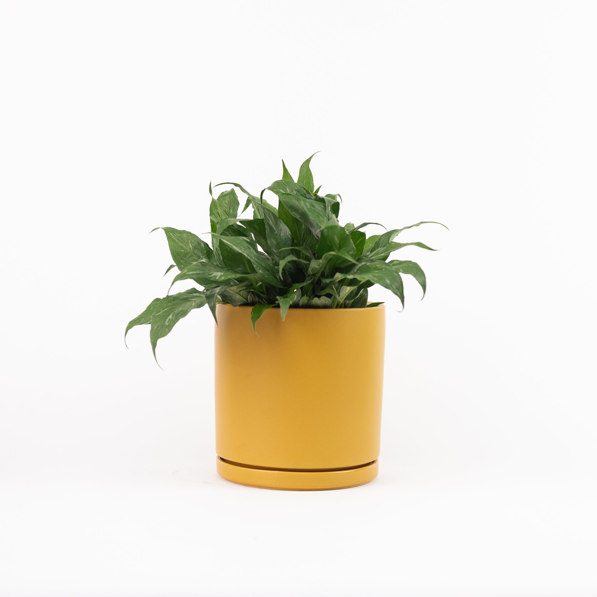 mustard indoor plant pot Gemstone Cylinder Planter