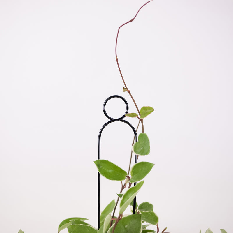 Mini Plant Stake - Pompom