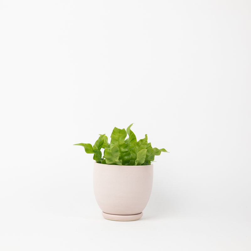 Classic Tabletop Planter- Pink