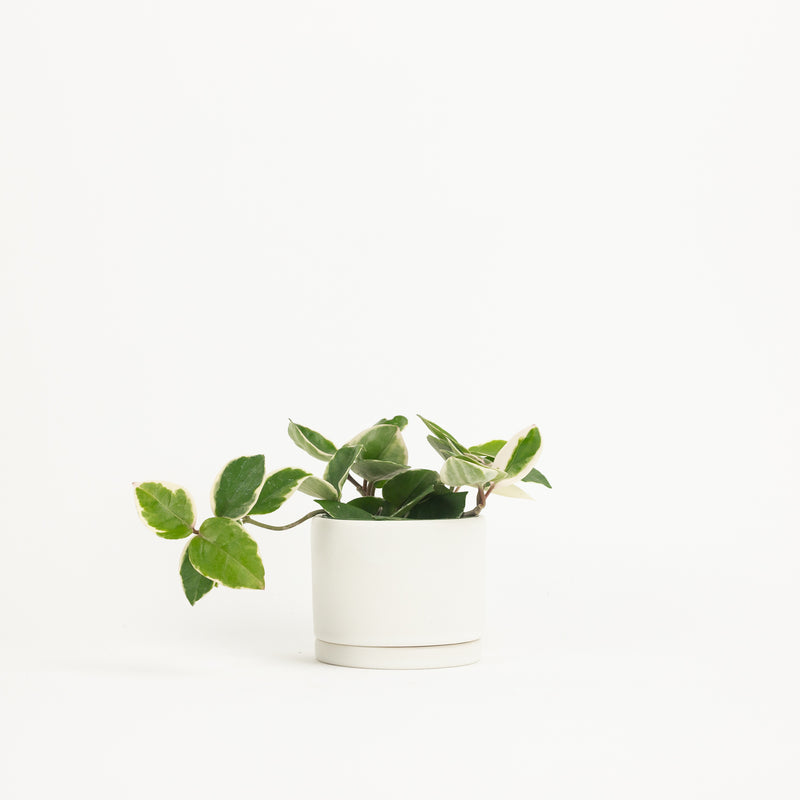 Tabletop Planter - White