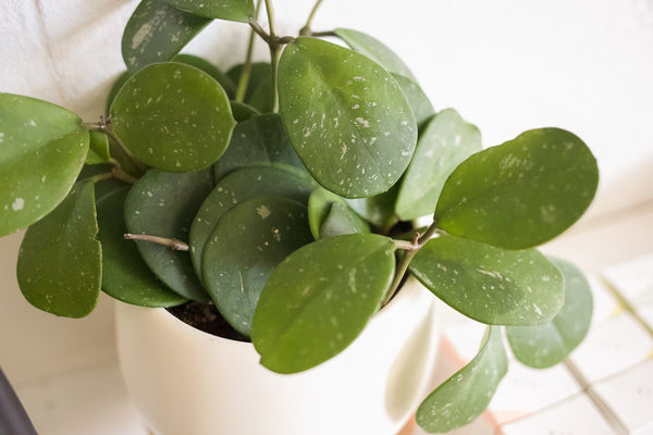 Plant Spotlight: Hoya