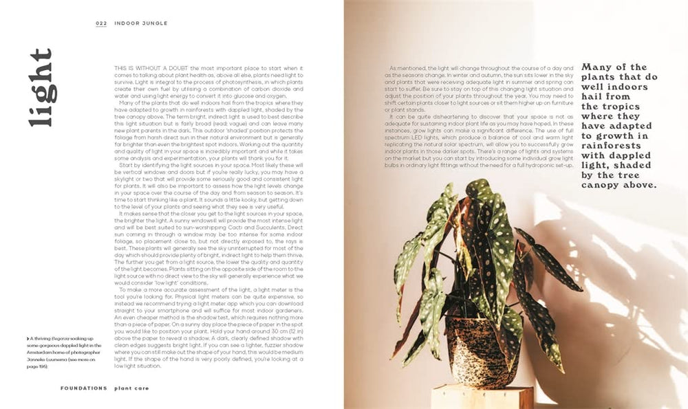 Indoor Jungle – Fern Shop Cincinnati