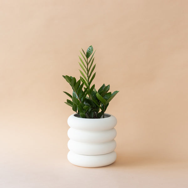 Plant Straws - Black – Fern Shop Cincinnati