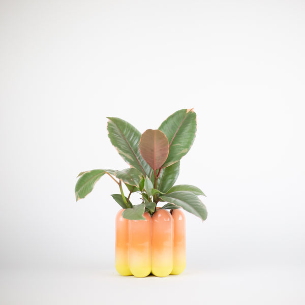 Scallop Planter - Strawberry Lemonade