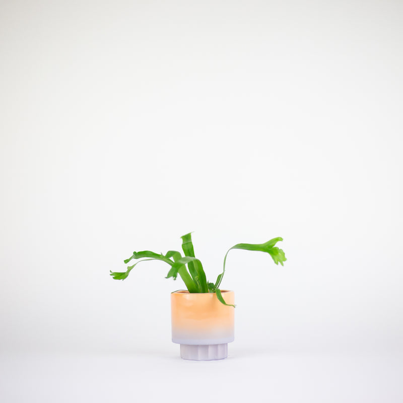 Pedestal Planter - Snap Dragon