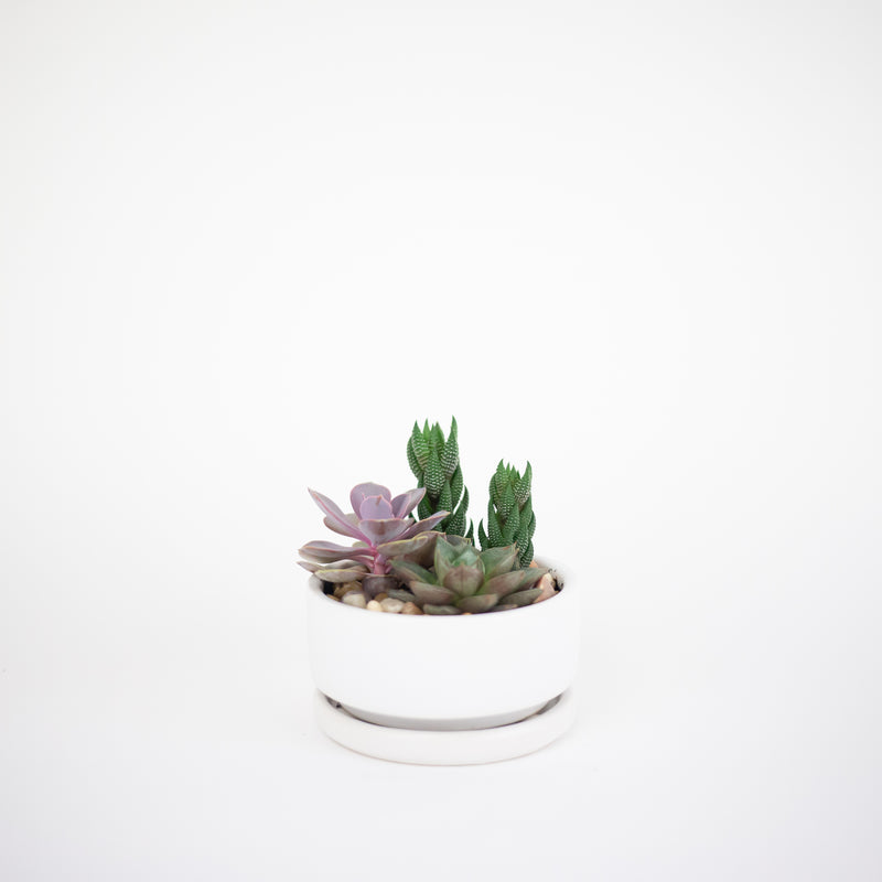 low succulent planter 4" Low Bowl Succulent Garden – Fern Shop Cincinnati