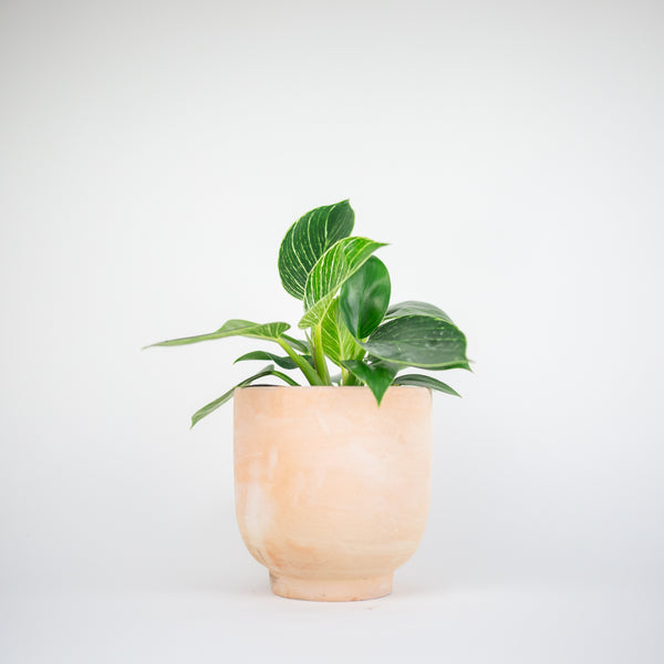 Terracotta Footed Planter