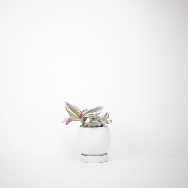 Bolle Planter - White