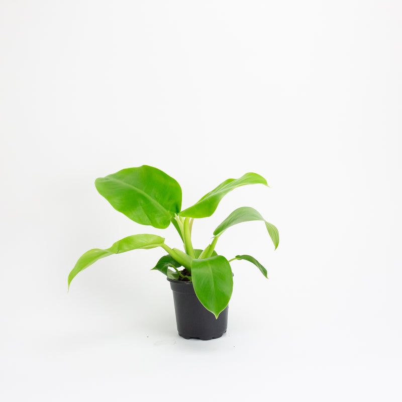 moonlight philodendron plant 4" Philodendron 'Moonlight' – Fern Shop Cincinnati