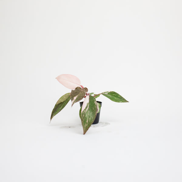 2" Philodendron Pink Princess