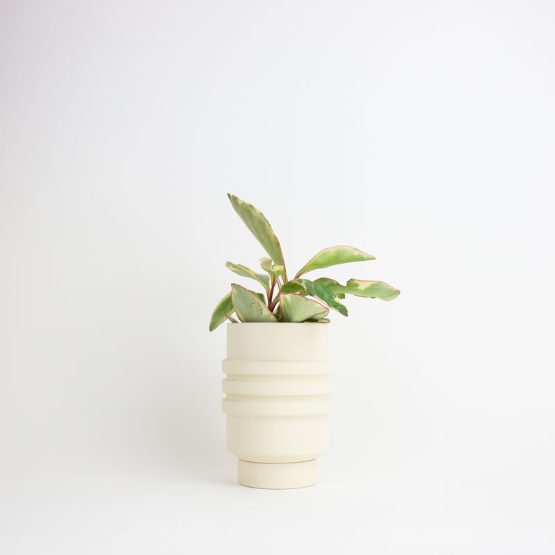 Strata Plant Vessel - Cream