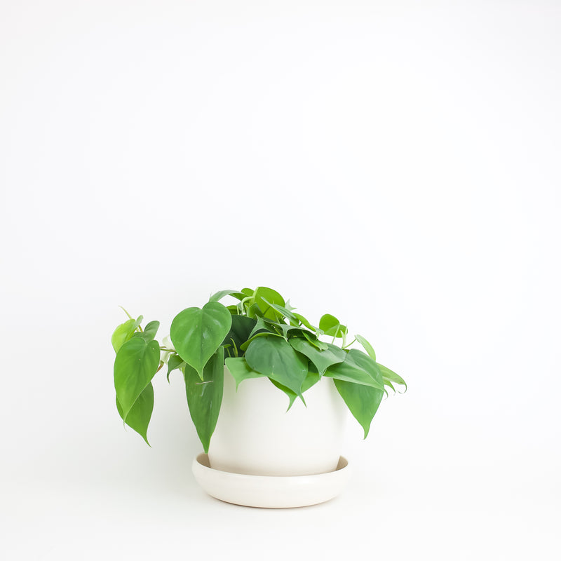 7" Bamboo Fibre Planter Pot (White)