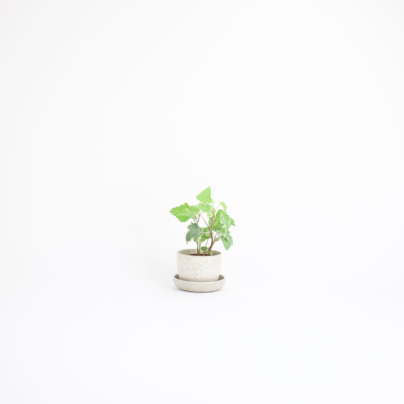 Rice Husk Mini Planter Pot