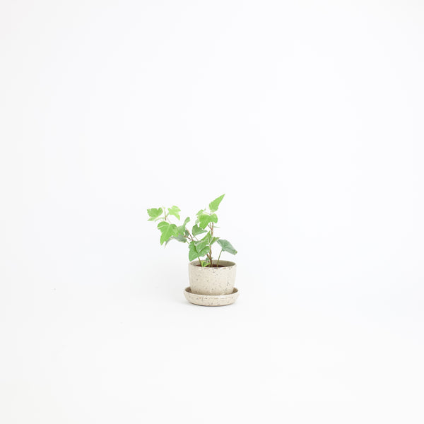 Coffee Bean Husk Mini Planter Pot