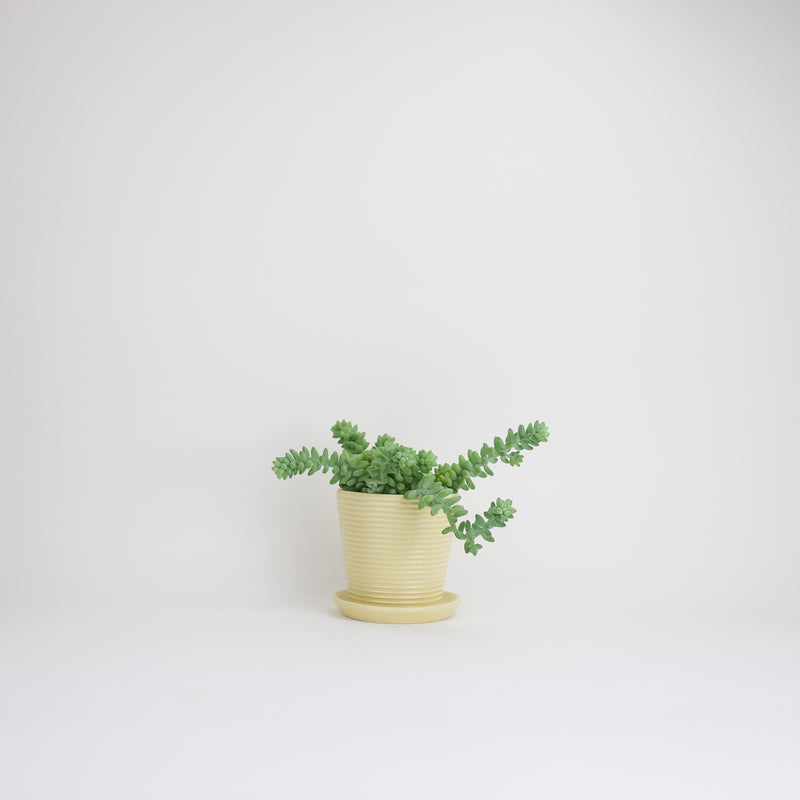 Petite Ribbed Planter - Butter
