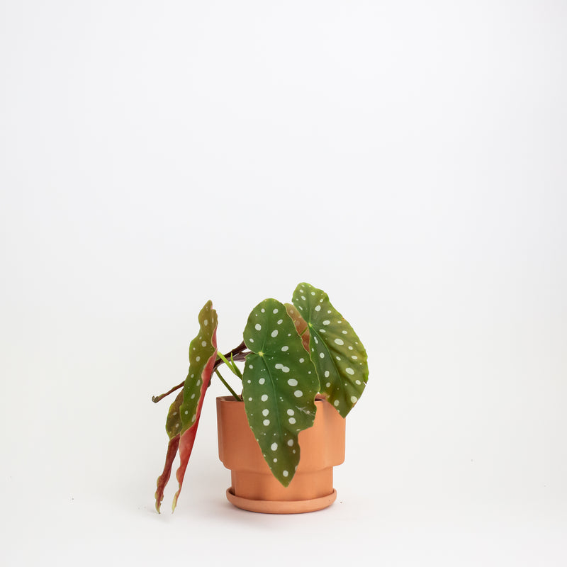 Small Wavy Planter - Terracotta