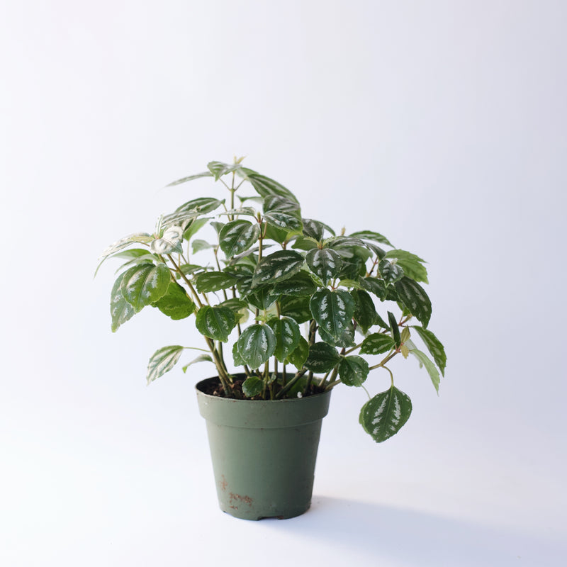 aluminum house plant 4" Pilea 'Aluminum' – Fern Shop Cincinnati