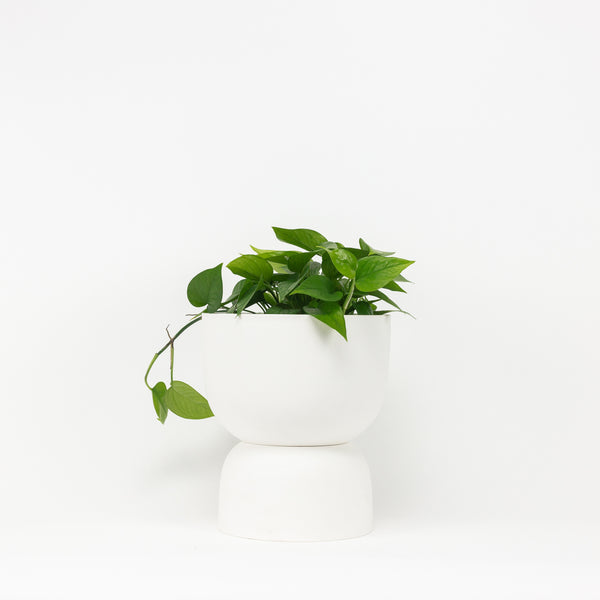 Raw Earth Plant Stand - Chalk White