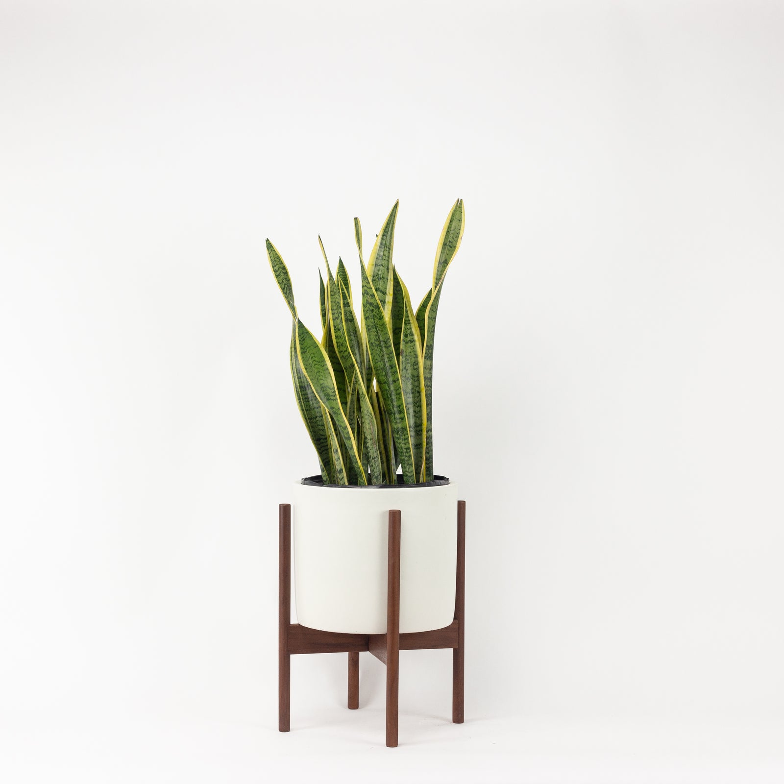 Cylinder Planter with Wood Stand – Fern Shop Cincinnati