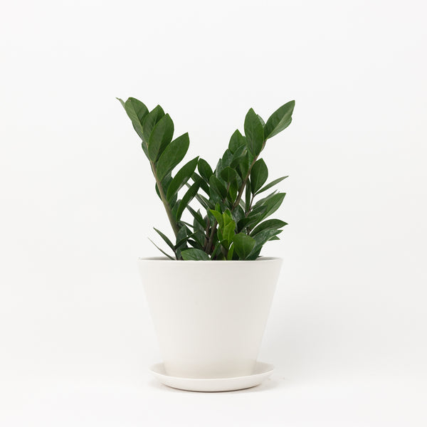 Minimal Planter - Medium