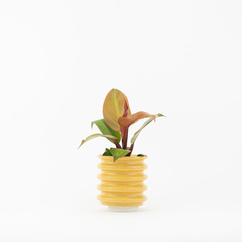 Block Planter - Mount Lebanon Yellow