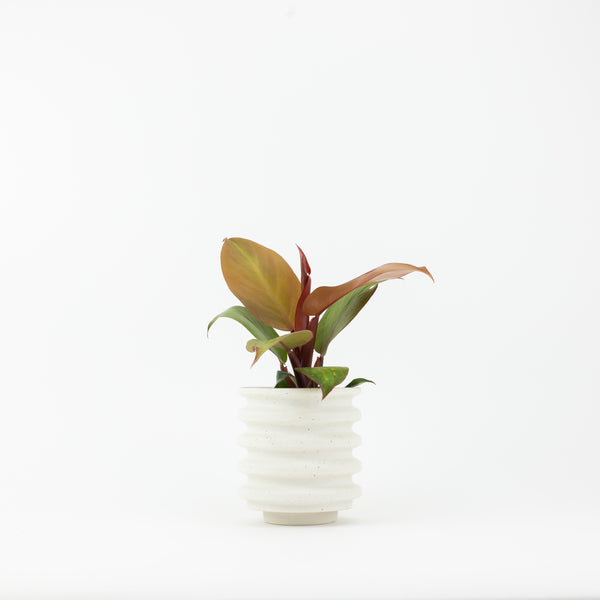 Block Planter - Vanilla Bean