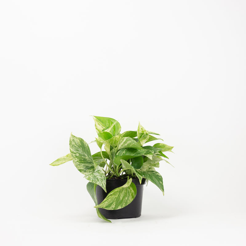 pothos fern 6" Marble Queen Pothos