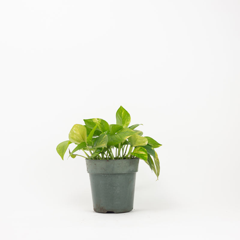 pothos fern 6" Golden Pothos