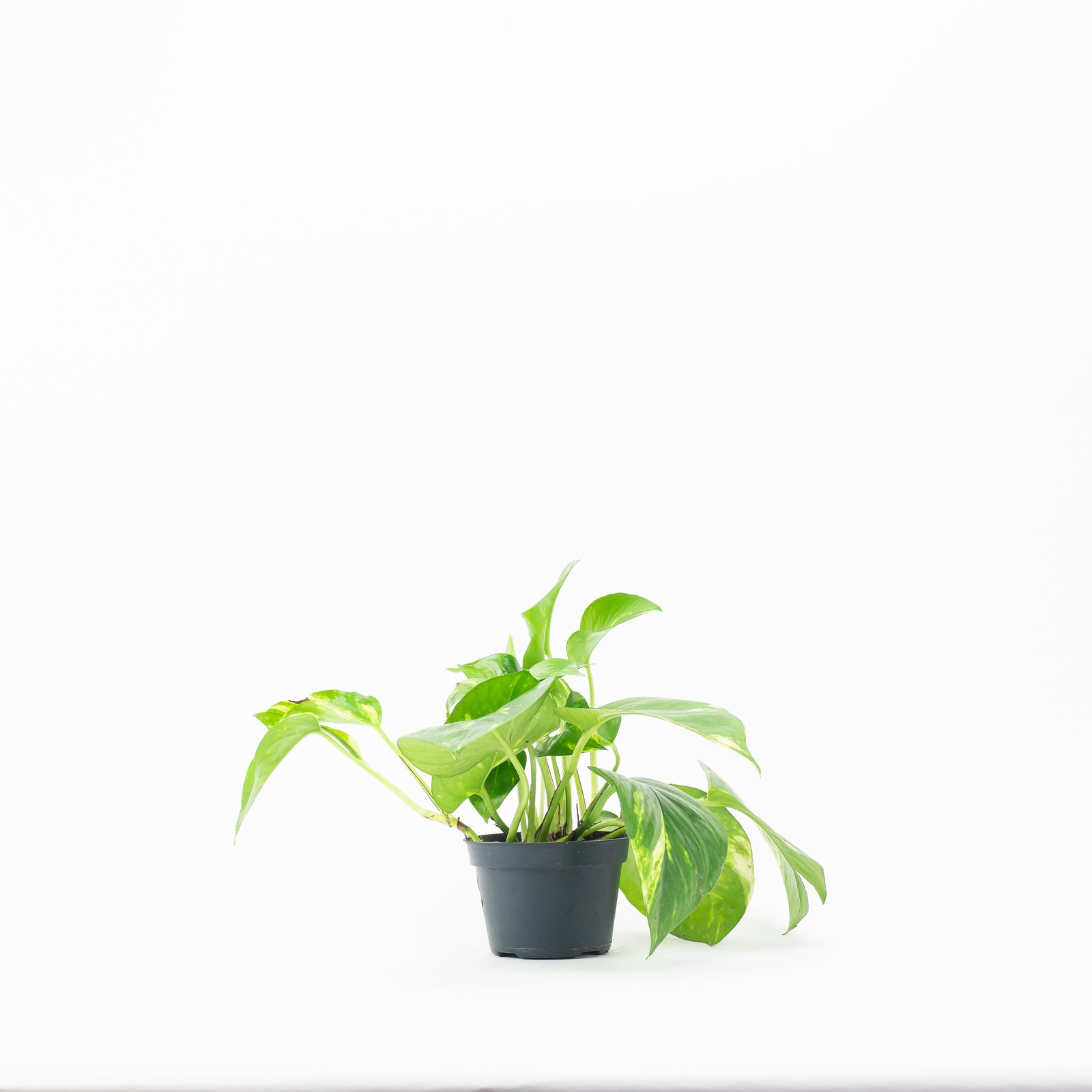 pothos fern 4" Golden Pothos
