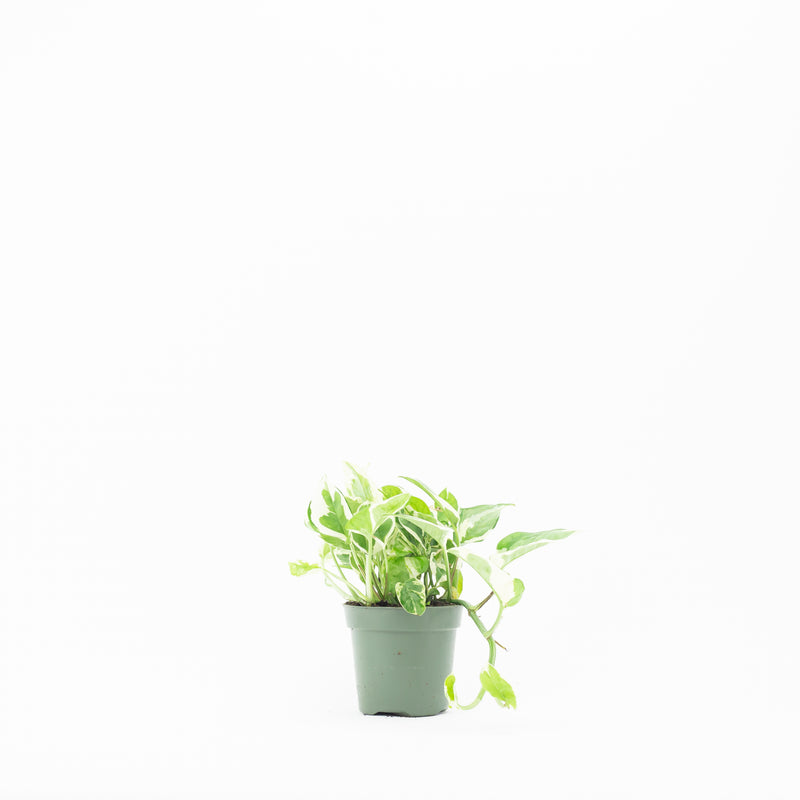 4" Pothos N Joy