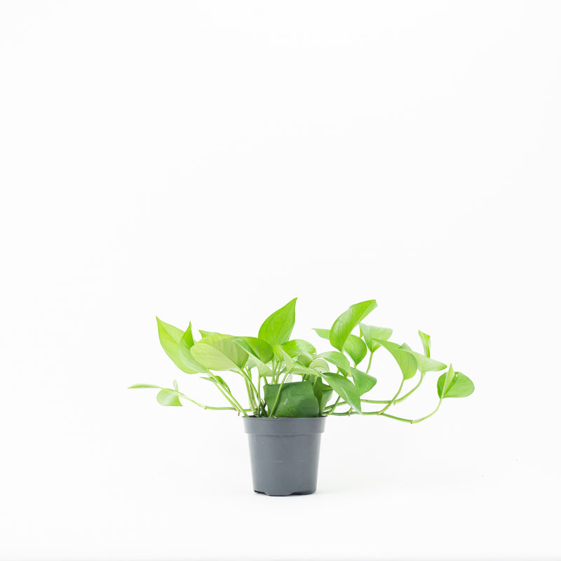 jade fern plant 4" Jade Pothos – Fern Shop Cincinnati