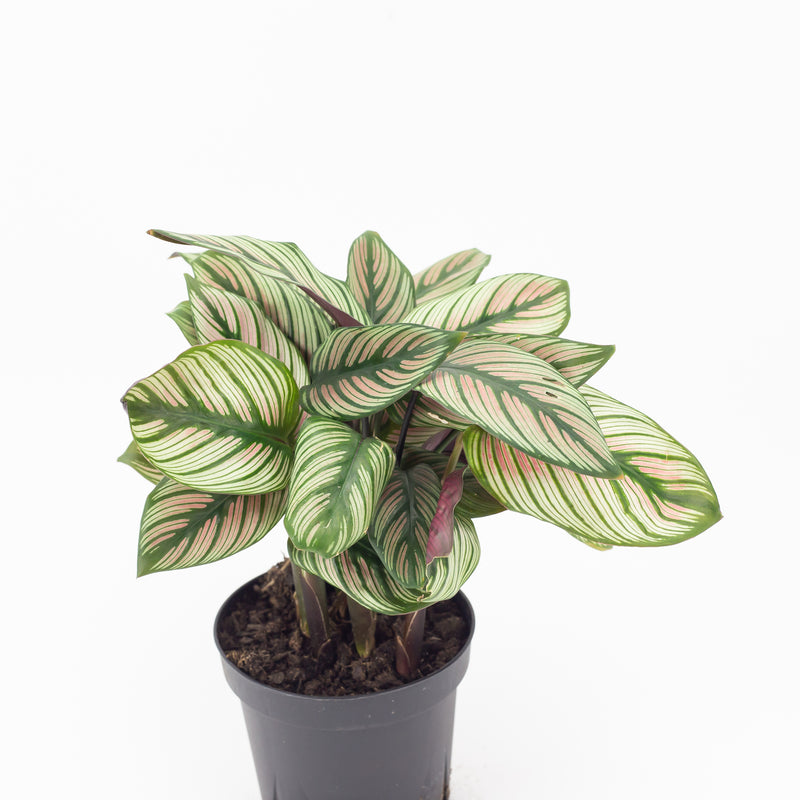 4" Calathea White Star