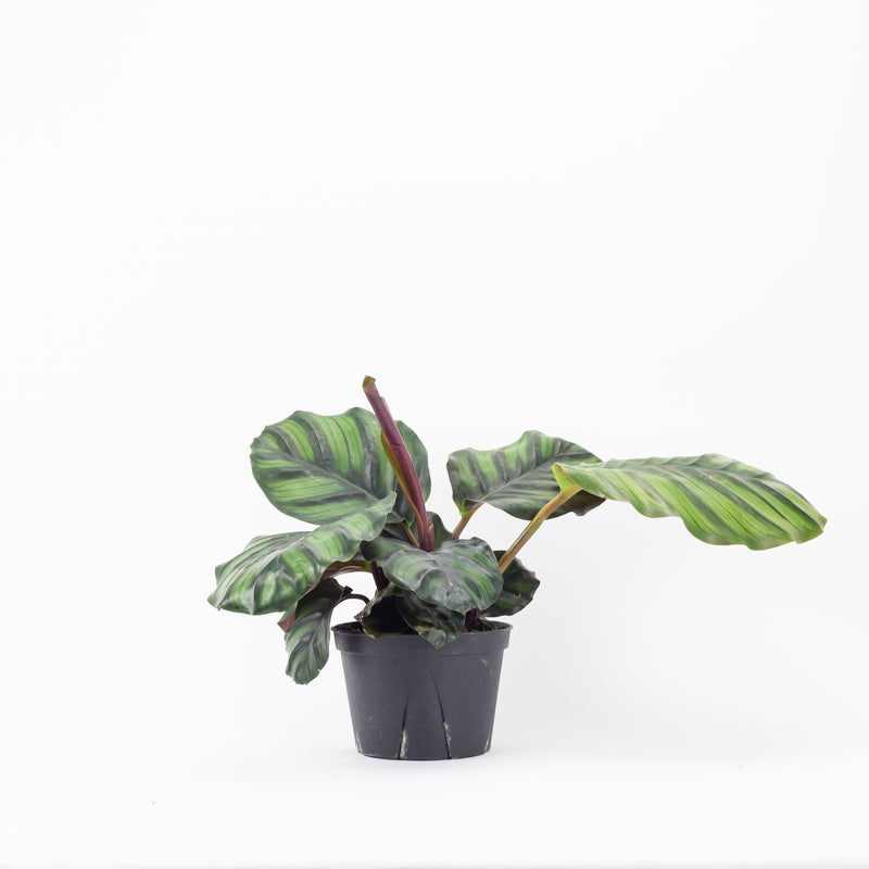 6" Calathea Fasciata