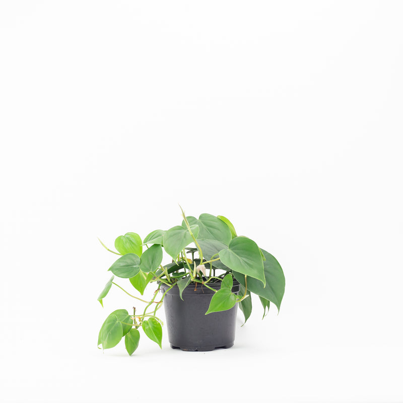 cordatum philodendron 6" Philodendron Cordatum – Fern Shop Cincinnati