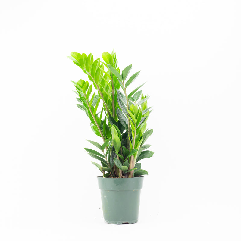 6 zz plant 6" Zz Plant