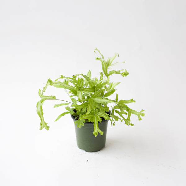 4" Brake Fern