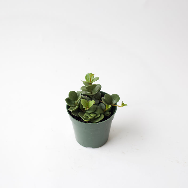 4" Peperomia Hope