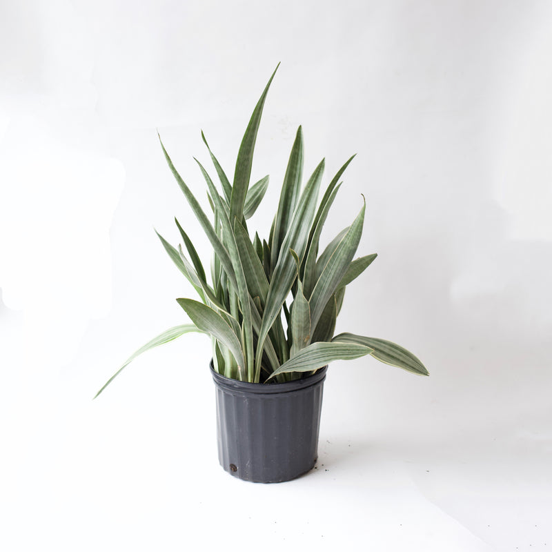 sansevieria metallica vs sayuri 8" Sansevieria Sayuri – Fern Shop Cincinnati