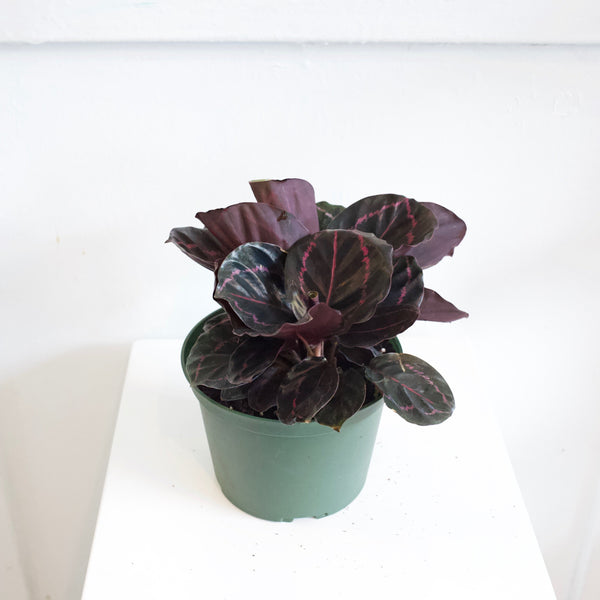 6" Calathea Roseopicta Dottie