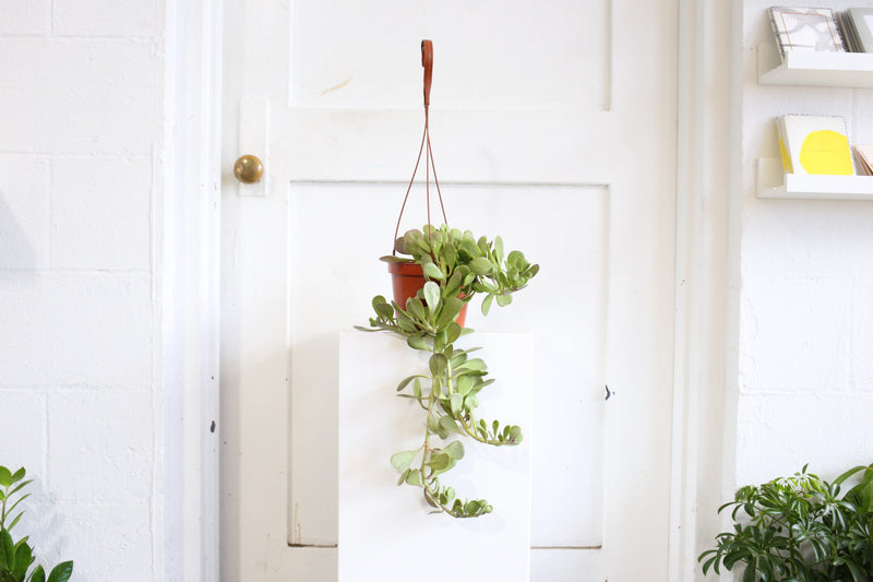 hanging jade plant crassula 6" Hanging Crassula Jade – Fern Shop Cincinnati