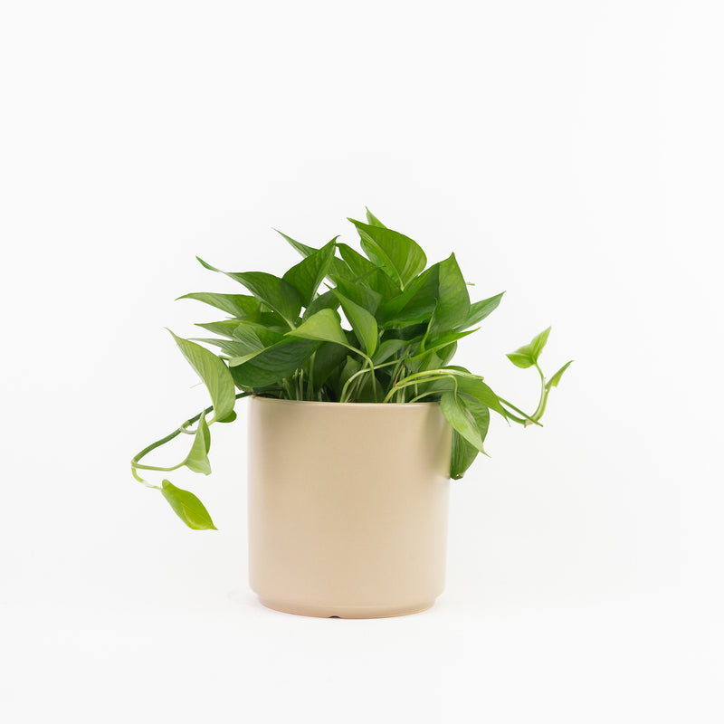 8" Ceramic Planter - Tan