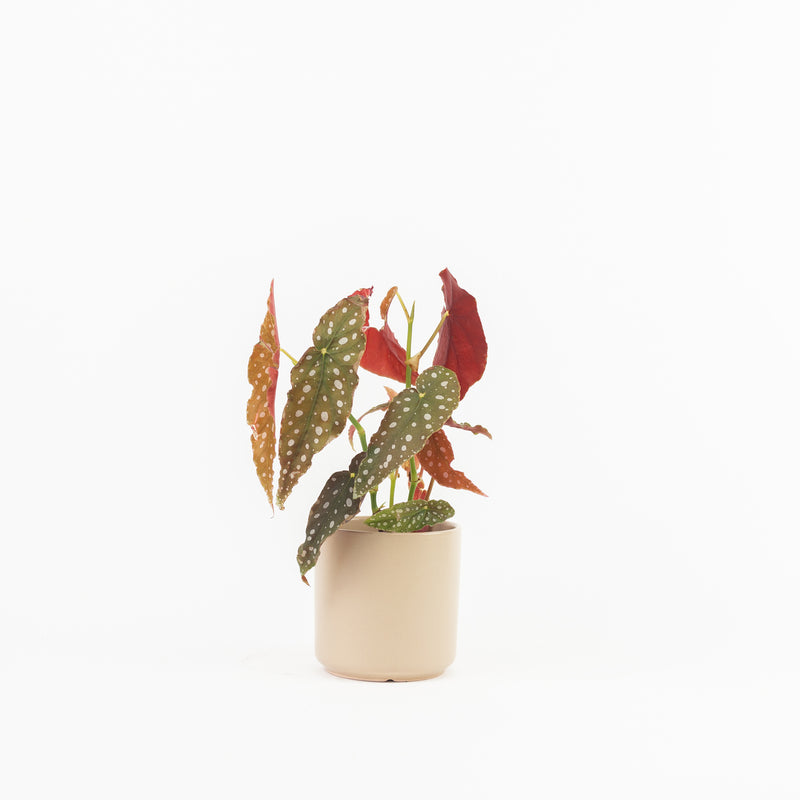 5" Ceramic Planter - Tan